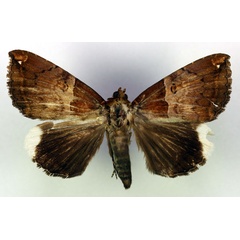 /filer/webapps/moths/media/images/L/leucopera_Achaea_A_RMCA.jpg