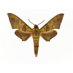 /filer/webapps/moths/media/images/B/bernardii_Polyptychus_AM_Basquin_01.jpg