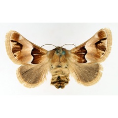 /filer/webapps/moths/media/images/E/eugrapha_Homosusica_AF_TMSA.jpg