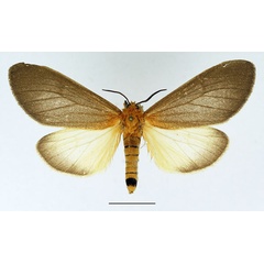 /filer/webapps/moths/media/images/N/nigrocincta_Paradiastema_AF_Basquin_01.jpg
