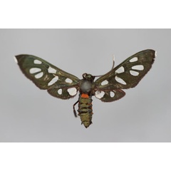 /filer/webapps/moths/media/images/K/kuhlweini_Amata_A_BMNH.jpg