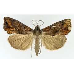 /filer/webapps/moths/media/images/A/achalcea_Plusiodonta_AF_TMSA_02.jpg