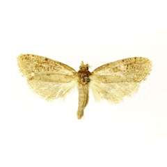 /filer/webapps/moths/media/images/P/phaeocasis_Melasina_ST_RMCA.jpg