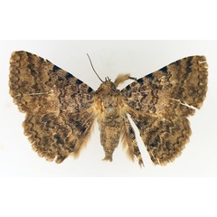/filer/webapps/moths/media/images/S/sexmaculata_Beriodesma_AM_TMSA_02.jpg