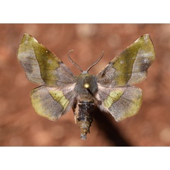 /filer/webapps/moths/media/images/P/percnopus_Euexia_A_Butler_03.jpg