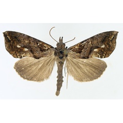 /filer/webapps/moths/media/images/A/achalcea_Plusiodonta_AM_TMSA_02.jpg