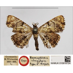 /filer/webapps/moths/media/images/A/atripalpis_Haemaphlebia_HT_NHMUK.jpg