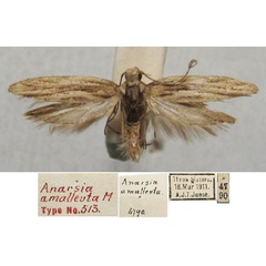 /filer/webapps/moths/media/images/A/amalleuta_Anarsia_ST_TMSA.jpg
