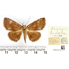 /filer/webapps/moths/media/images/B/bipunctata_Deinypena_AF_BMNH.jpg
