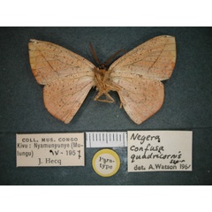 /filer/webapps/moths/media/images/Q/quadricornis_Negera_PT_RMCA_02.jpg