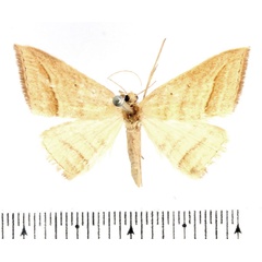 /filer/webapps/moths/media/images/O/ochrota_Loxioda_AF_BMNH_01.jpg
