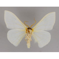 /filer/webapps/moths/media/images/C/ctenophora_Somatina_A_ZSM_02.jpg