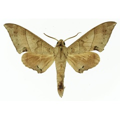 /filer/webapps/moths/media/images/C/carteri_Polyptychus_AM_Basquin_03.jpg