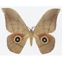 /filer/webapps/moths/media/images/L/lemairei_Lobobunaea_AM_Basquina.jpg