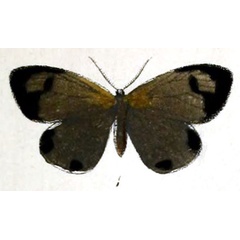 /filer/webapps/moths/media/images/O/octogesa_Girpa_HT_Druce_55-1.jpg