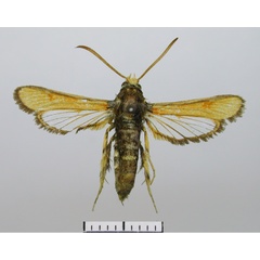 /filer/webapps/moths/media/images/P/pyrethra_Synanthedon_AF_BMNH.jpg