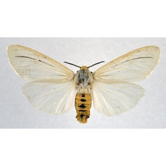 /filer/webapps/moths/media/images/T/tenuifasciata_Acantharctia_AF_NHMO.jpg