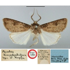 /filer/webapps/moths/media/images/L/longidentifera_Agrotis_HT_BMNH.jpg