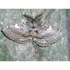 /filer/webapps/moths/media/images/E/edulis_Striphnopteryx_A_Sommerer.jpg