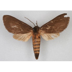/filer/webapps/moths/media/images/C/chapini_Metarctia_HT_AMNH_01.jpg