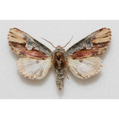/filer/webapps/moths/media/images/P/phaleroides_Cetola_AF_Legrain.jpg