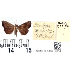 /filer/webapps/moths/media/images/N/natalensis_Rhesalides_STM_BMNH.jpg