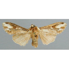 /filer/webapps/moths/media/images/P/pinto_Eurystauridia_HT_RMCA.jpg