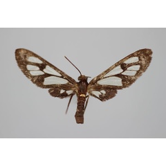/filer/webapps/moths/media/images/E/elachista_Myopsyche_A_BMNH.jpg