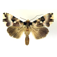 /filer/webapps/moths/media/images/R/roseofasciata_Thysanoplusia_A_RMCA.jpg