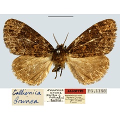 /filer/webapps/moths/media/images/B/brunea_Gallienica_AT_MNHN.jpg