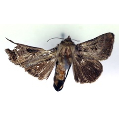 /filer/webapps/moths/media/images/D/dyscapna_Plusiotricha_PT_RMCA_02.jpg