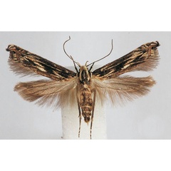 /filer/webapps/moths/media/images/S/striella_Polyhymno_PTM_BMNH.jpg