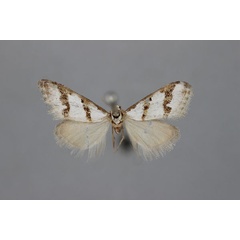 /filer/webapps/moths/media/images/B/bicincta_Vandamia_HT_BMNH.jpg