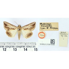/filer/webapps/moths/media/images/R/rivulata_Chalciope_HT_BMNH.jpg