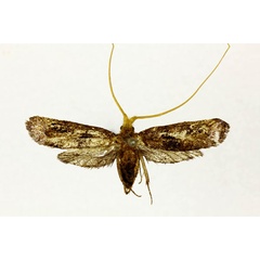 /filer/webapps/moths/media/images/X/xanthoceros_Adela_HT_RMCA.jpg