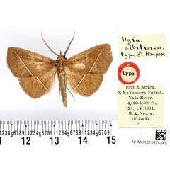 /filer/webapps/moths/media/images/A/albilinea_Ugia_HT_BMNH.jpg