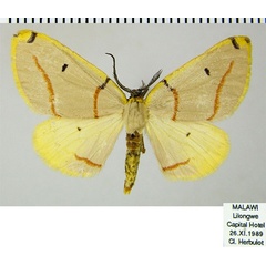 /filer/webapps/moths/media/images/T/terinata_Phoenicocampa_AM_ZSMa.jpg