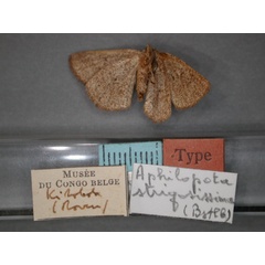 /filer/webapps/moths/media/images/S/strigosissima_Aphilopota_ST_RMCA_02.jpg