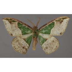 /filer/webapps/moths/media/images/N/nigricosta_Archichlora_A_ZSM_01.jpg