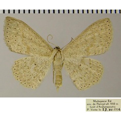 /filer/webapps/moths/media/images/C/cornishi_Scopula_AF_ZSM.jpg