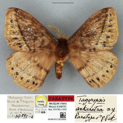 /filer/webapps/moths/media/images/A/ankaratra_Tagoropsis_PTM_BMNHa.jpg