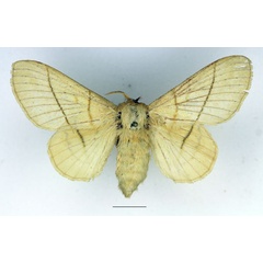 /filer/webapps/moths/media/images/M/monteiroi_Trichopisthia_AF_Basquin_03.jpg