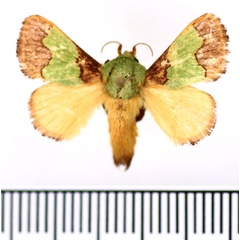 /filer/webapps/moths/media/images/A/ananii_Parasa_AM_BMNH_02.jpg