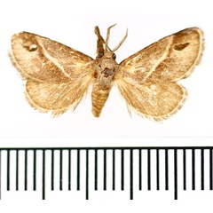 /filer/webapps/moths/media/images/I/iphia_Deltoptera_AM_BMNH.jpg