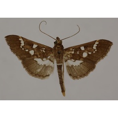 /filer/webapps/moths/media/images/S/sakarahalis_Syllepte_A_BMNH.jpg