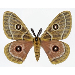 /filer/webapps/moths/media/images/O/oubie_Bunaeopsis_AM_Basquina.jpg