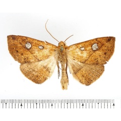 /filer/webapps/moths/media/images/A/albomacula_Talariga_AM_BMNH.jpg