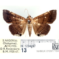 /filer/webapps/moths/media/images/M/metopis_Gracilodes_AF_BMNH.jpg