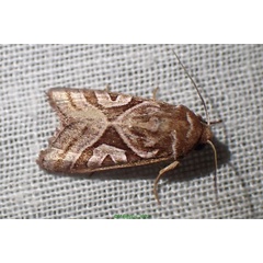 /filer/webapps/moths/media/images/M/malagasa_Conservula_A_Bippusb.jpg
