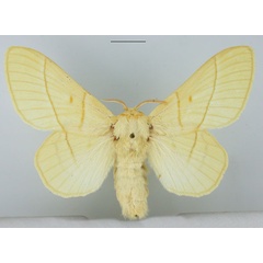 /filer/webapps/moths/media/images/M/monteiroi_Trichopisthia_AF_TMSA.jpg